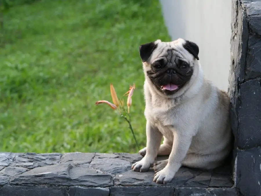 Free and best quality background photo of a pug dog