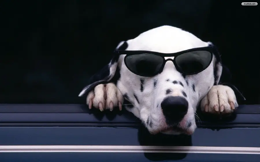 Desktop background photo of dogs of different breeds