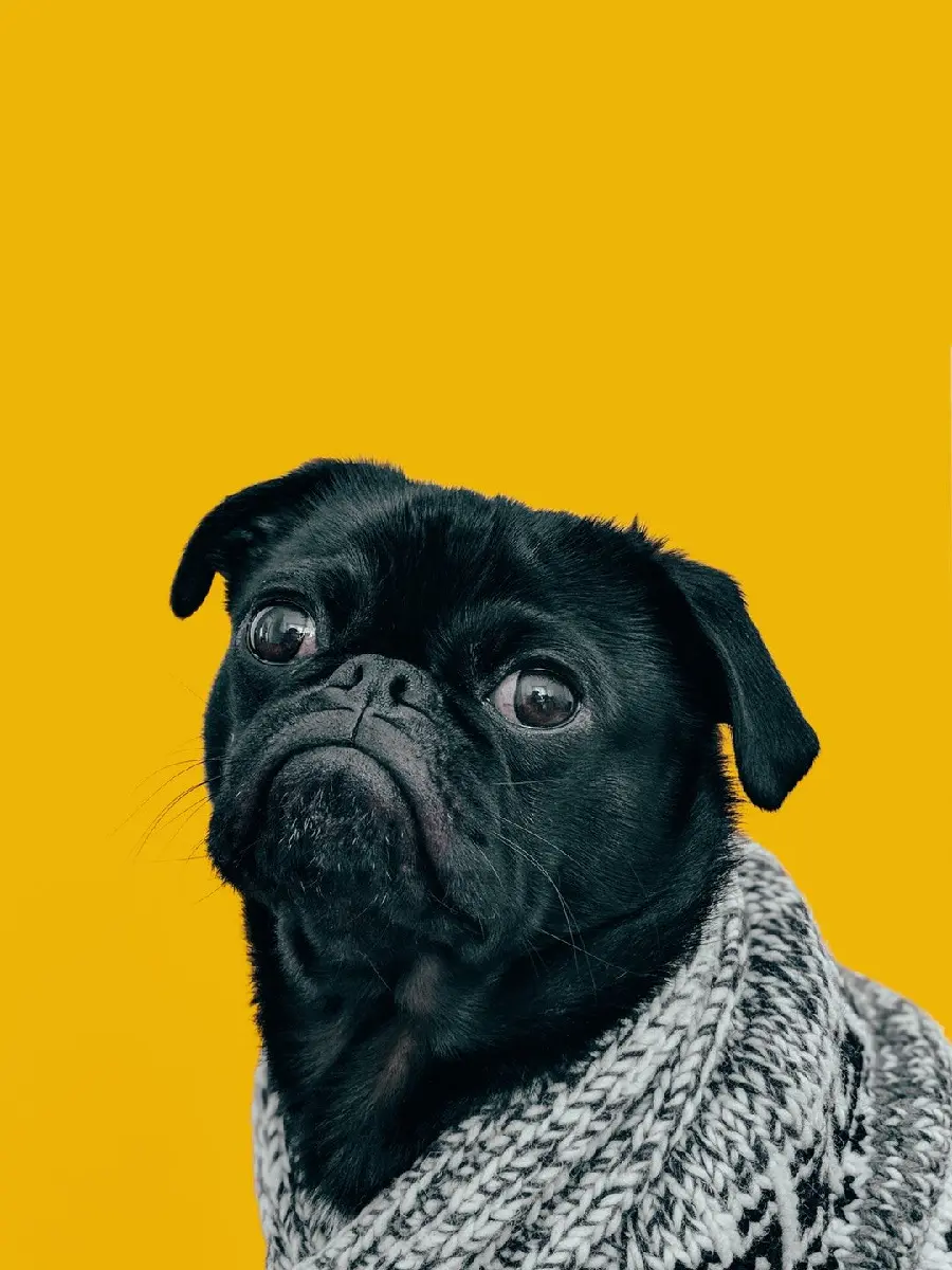 Pug Dog Wallpaper with Nice Resolution with Funny and Funny Look