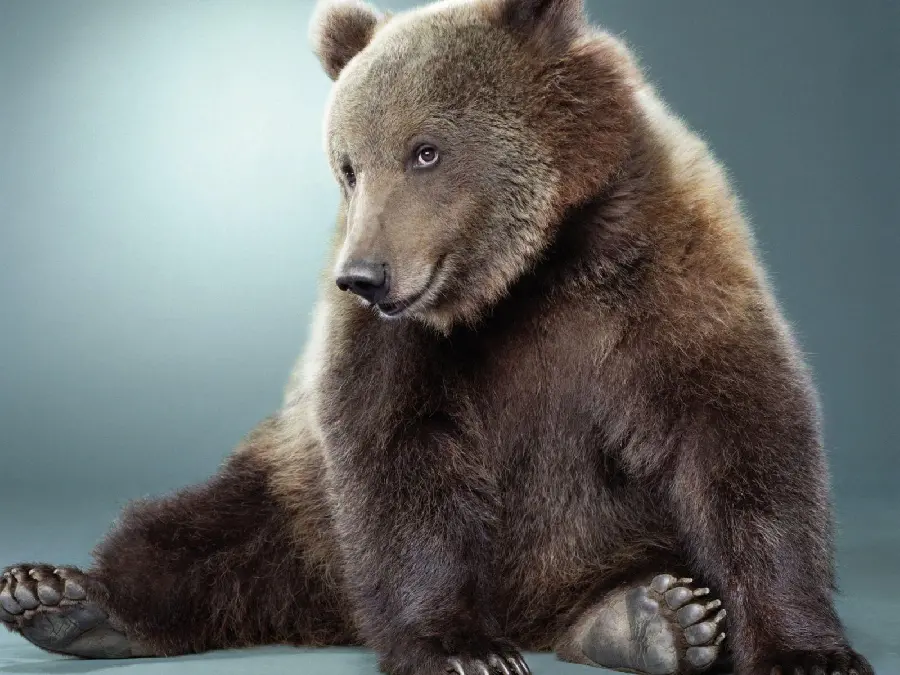 Cute and Furry Grizzly Bear Background for Computer Background 