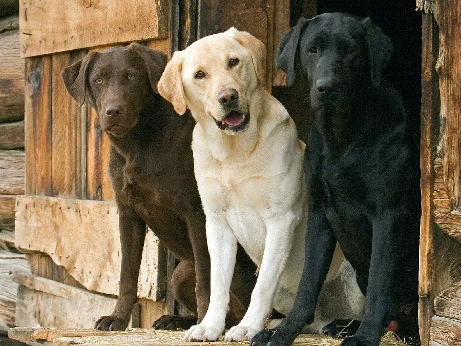 Download Spectacular Background for Labrador Retriever Dog Breed Fans