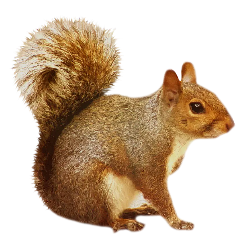 Cute squirrel mobile background for nature and animal lovers
