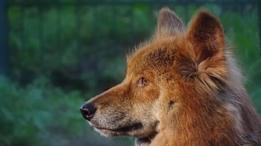 Amazing and incredibly beautiful profile photo of a dingo 