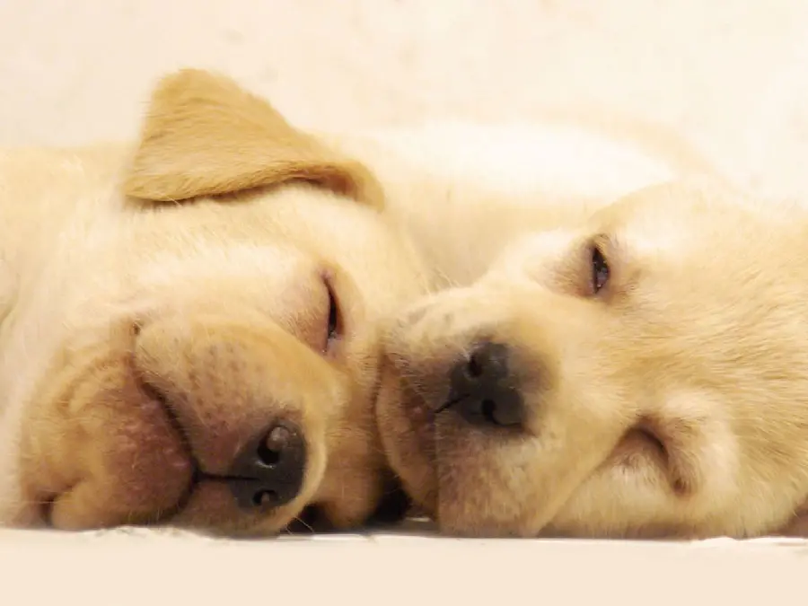 Beautiful and Spectacular Background Photo of Sleeping Puppy Dogs with Excellent Quality