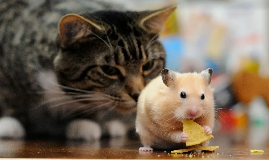 Hamster Profile and Belly Cat