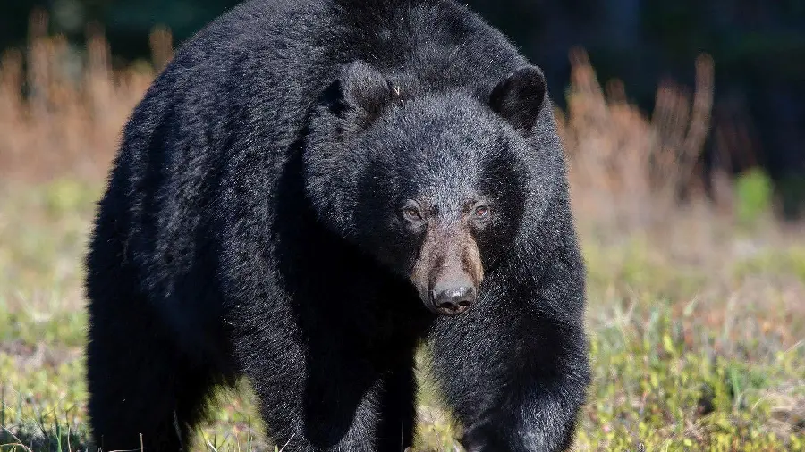 Exciting Background of Big and Strong Black Bear HD