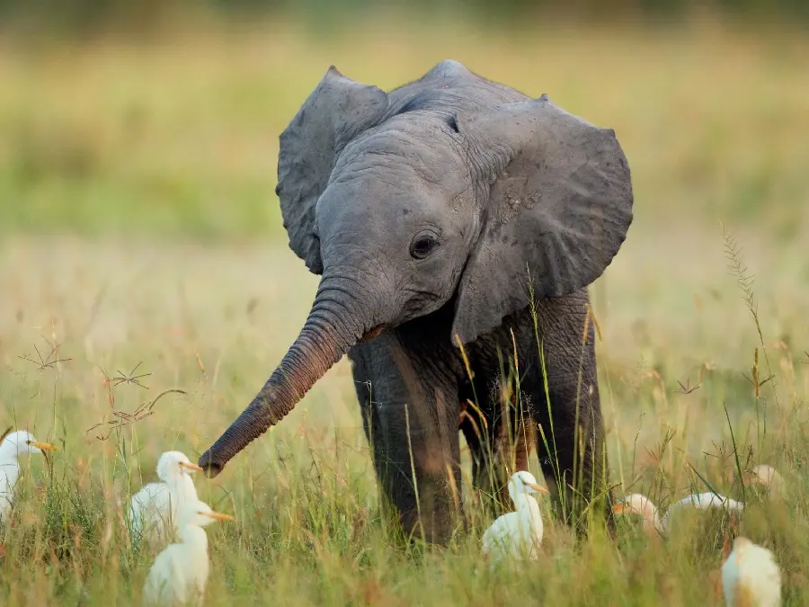 Elephant 4KDownload cute and cute stock photo of a baby elephant walking in 4k quality