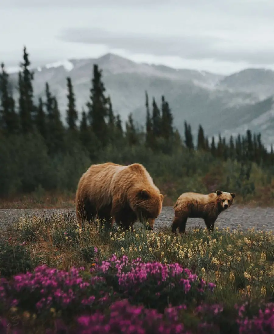 Wallpaper for tablet of a mother grizzly bear and her cub in nature
