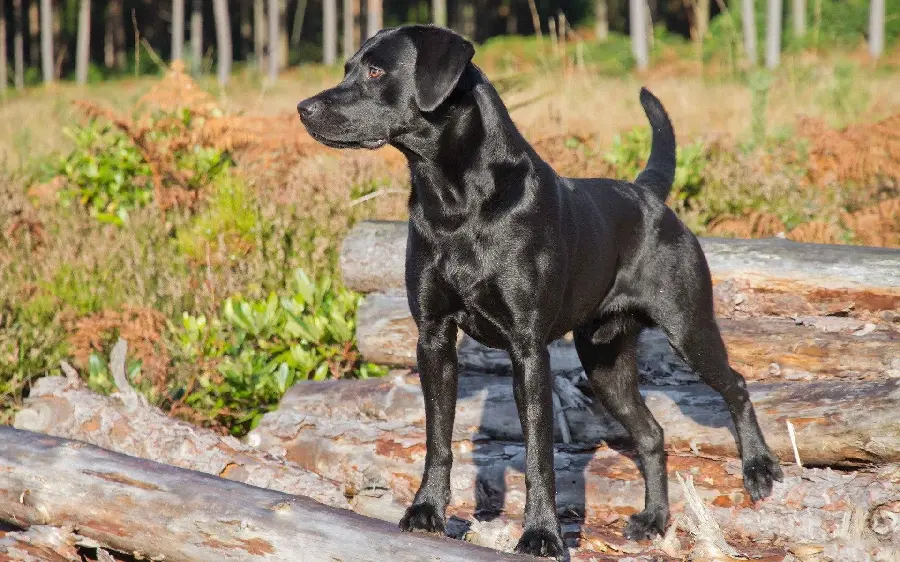 Black Labrador Retriever Desktop Wallpaper