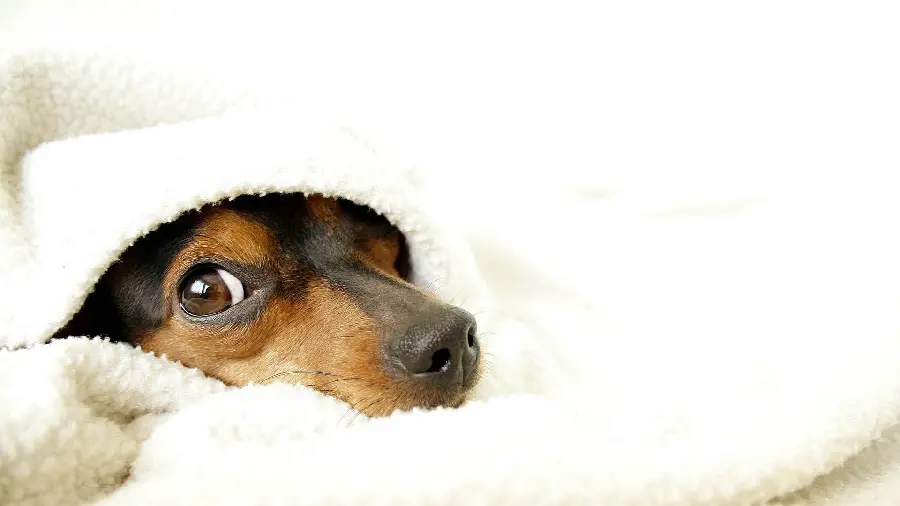 Cute Little Dog HD Desktop Backgrounds