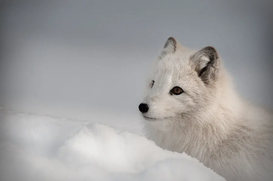 Full HD Background Photo of Arctic Fox with Very Beautiful View