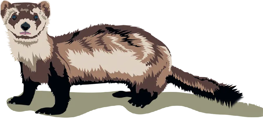Download Latest Otter PNG Wallpapers Without Background