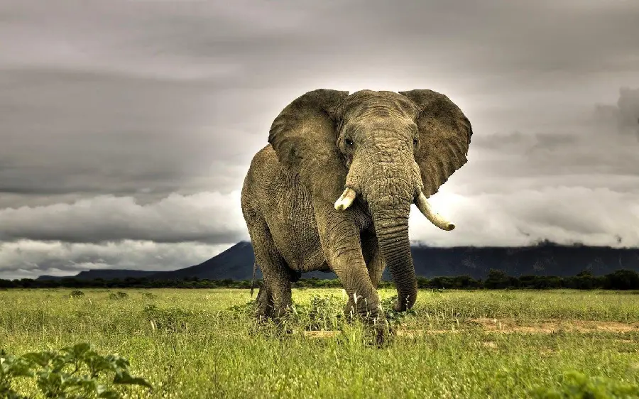 Background photo of a stunning and lonely African elephant