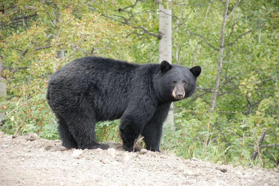 Pure and awesome wallpaper of a free black bear with HD quality