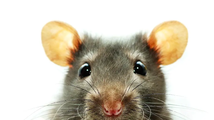 High quality photo of a gray mouse facing the face 