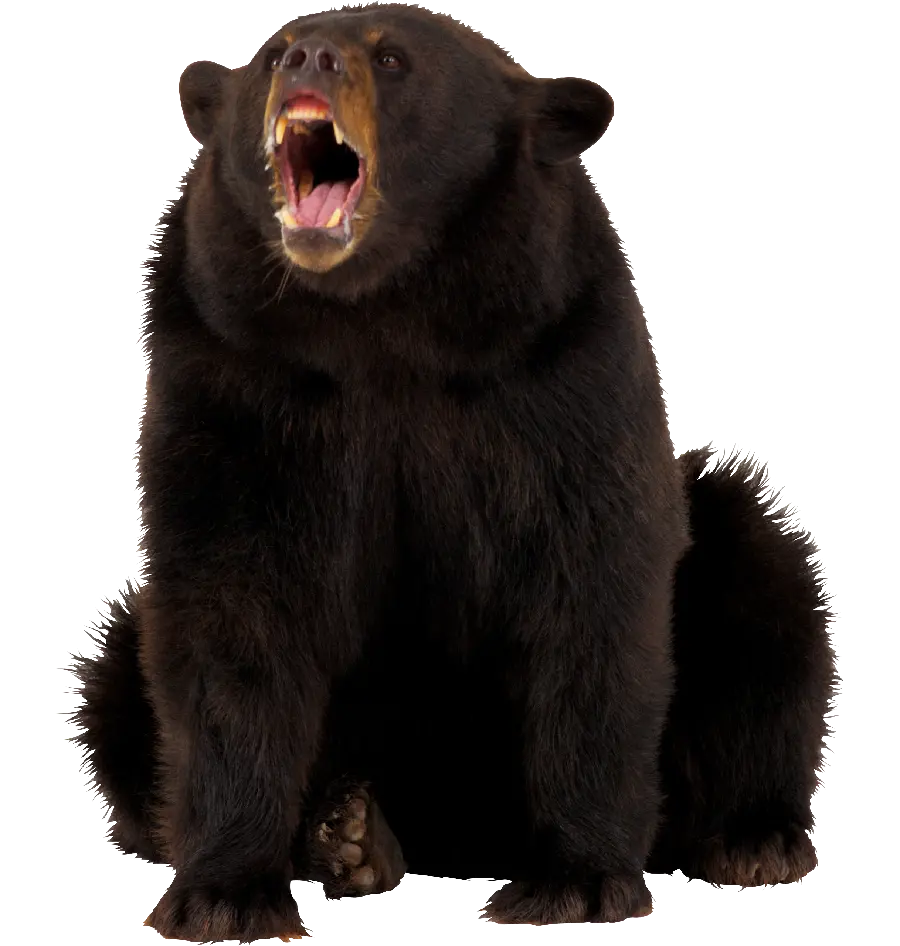 Stock image for Photoshop of a bear in PNG format
