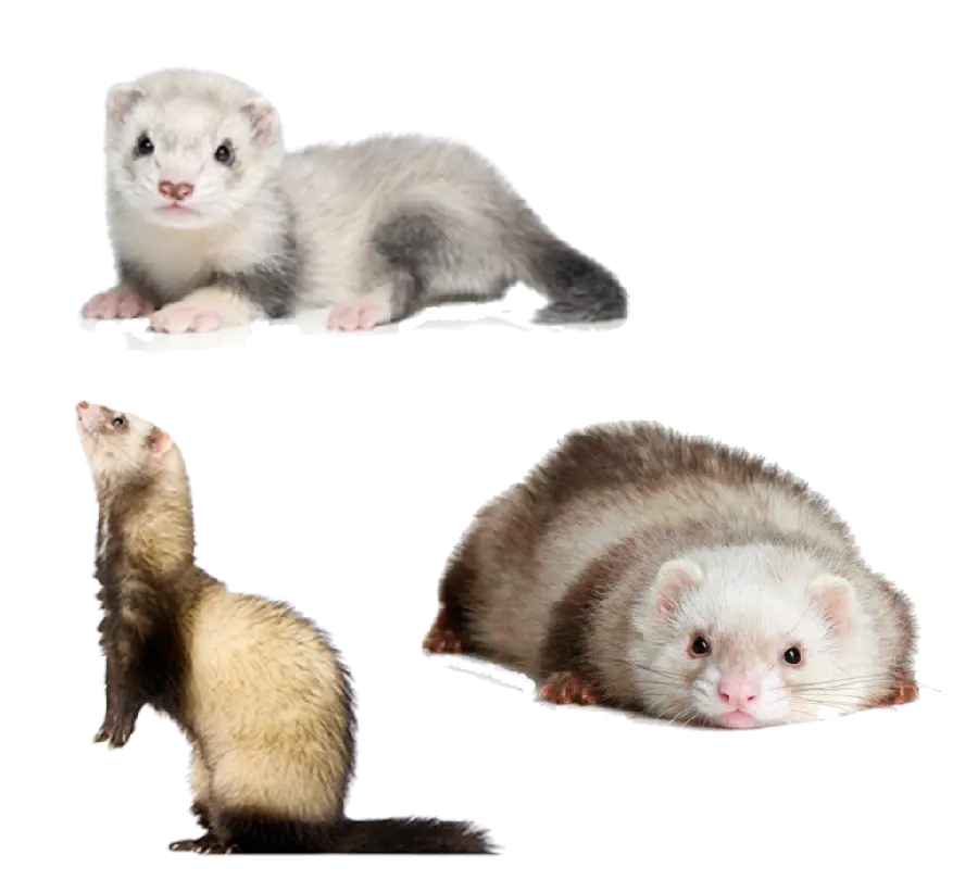 Amazing and spectacular background with otter design PNG