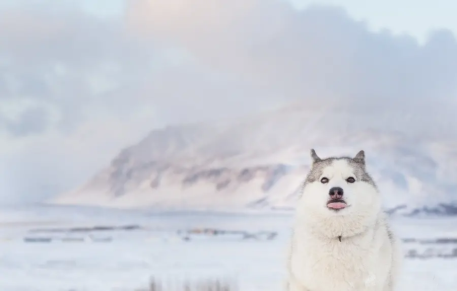 Superb quality background of Husky with direct download link 