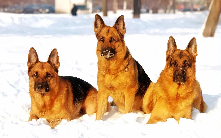 The Most Attractive Quality German Shepherd Rex Dog Wallpapers