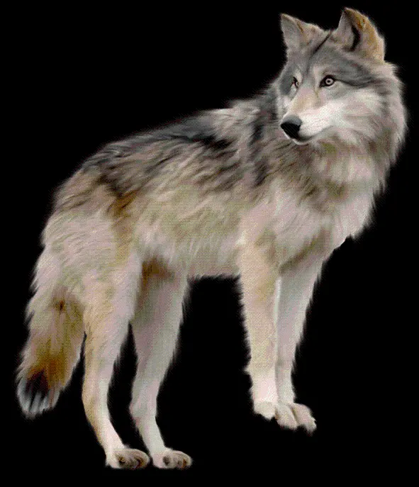 Download Real Wolf Stock Image PNG Ready for Photoshop 