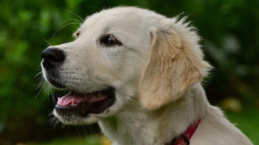 Beautiful Golden Retriever Dog Profile Picture in 4K Quality