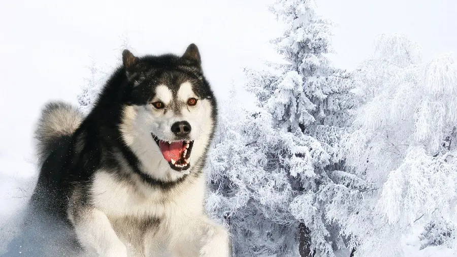 Background for laptop of husky on a snowy and white background
