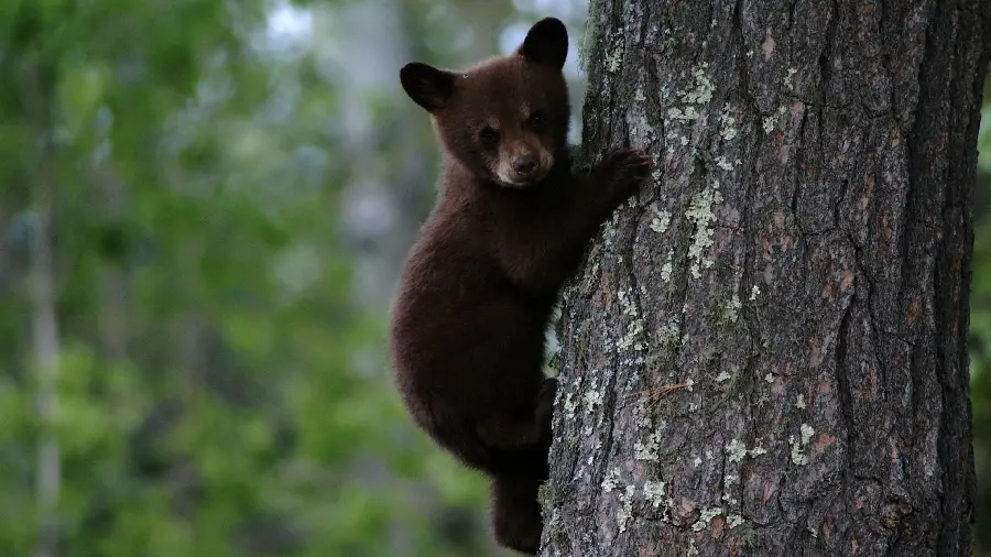 Spectacular and attractive profile photo of a free bear cub