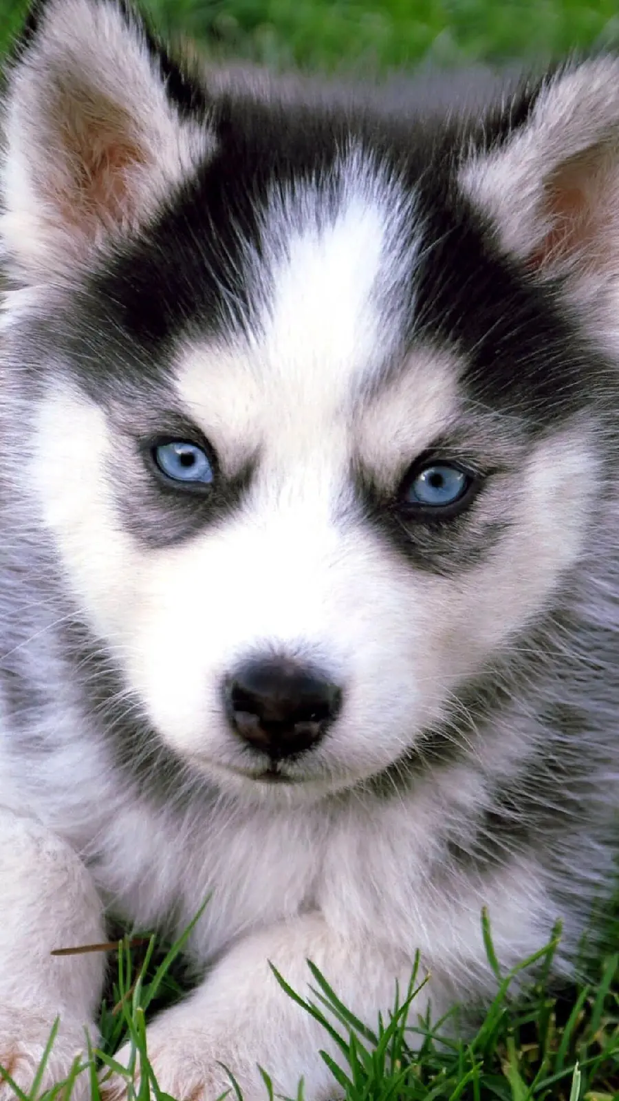 Stock Photo Cute Red Husky for Android and iPhone Wallpaper