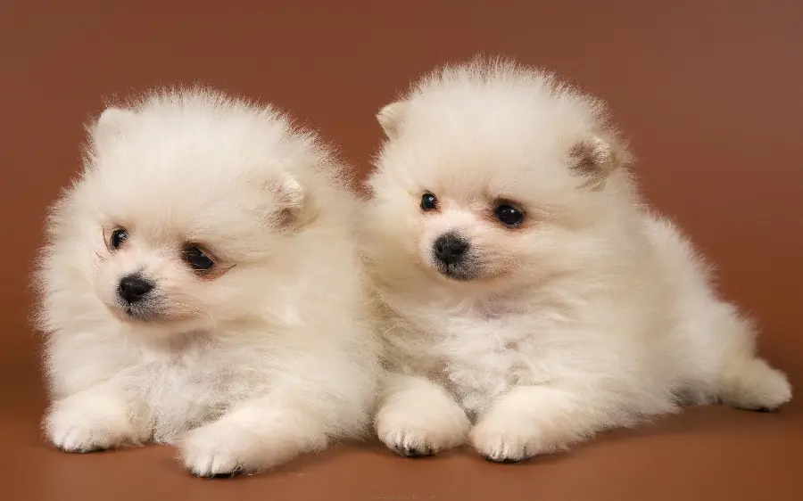 Photos of the popular and noisy Pomeranian puppies