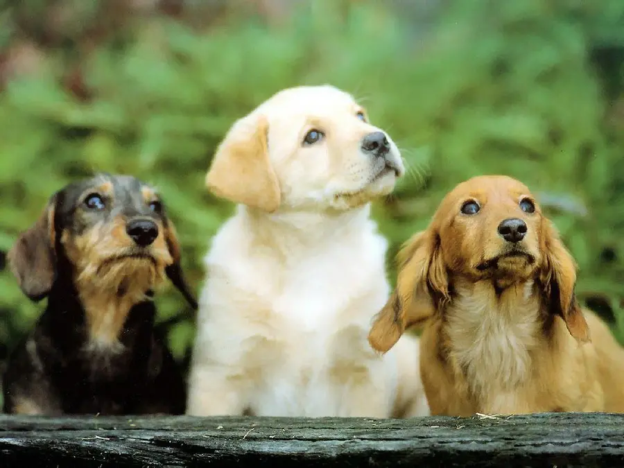 High-quality profile photo of cute puppies