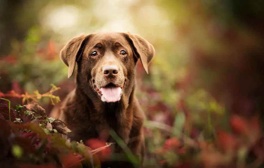 Labrador Retriever background image with follow background
