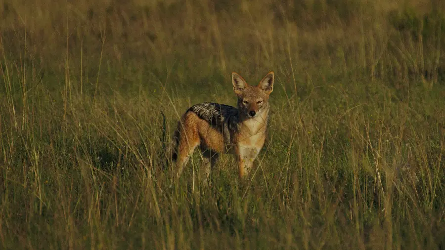 The latest pictures taken of the jackal in the wild