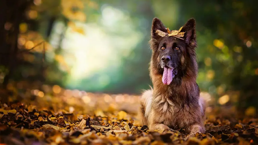 Background with the theme of autumn leaves of the German Shepherd Rex