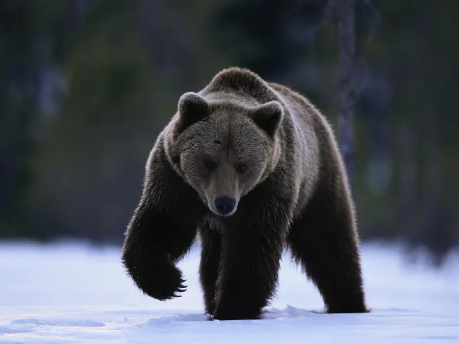 Interesting and Exciting Background for Desktop of a Brown Bear HD