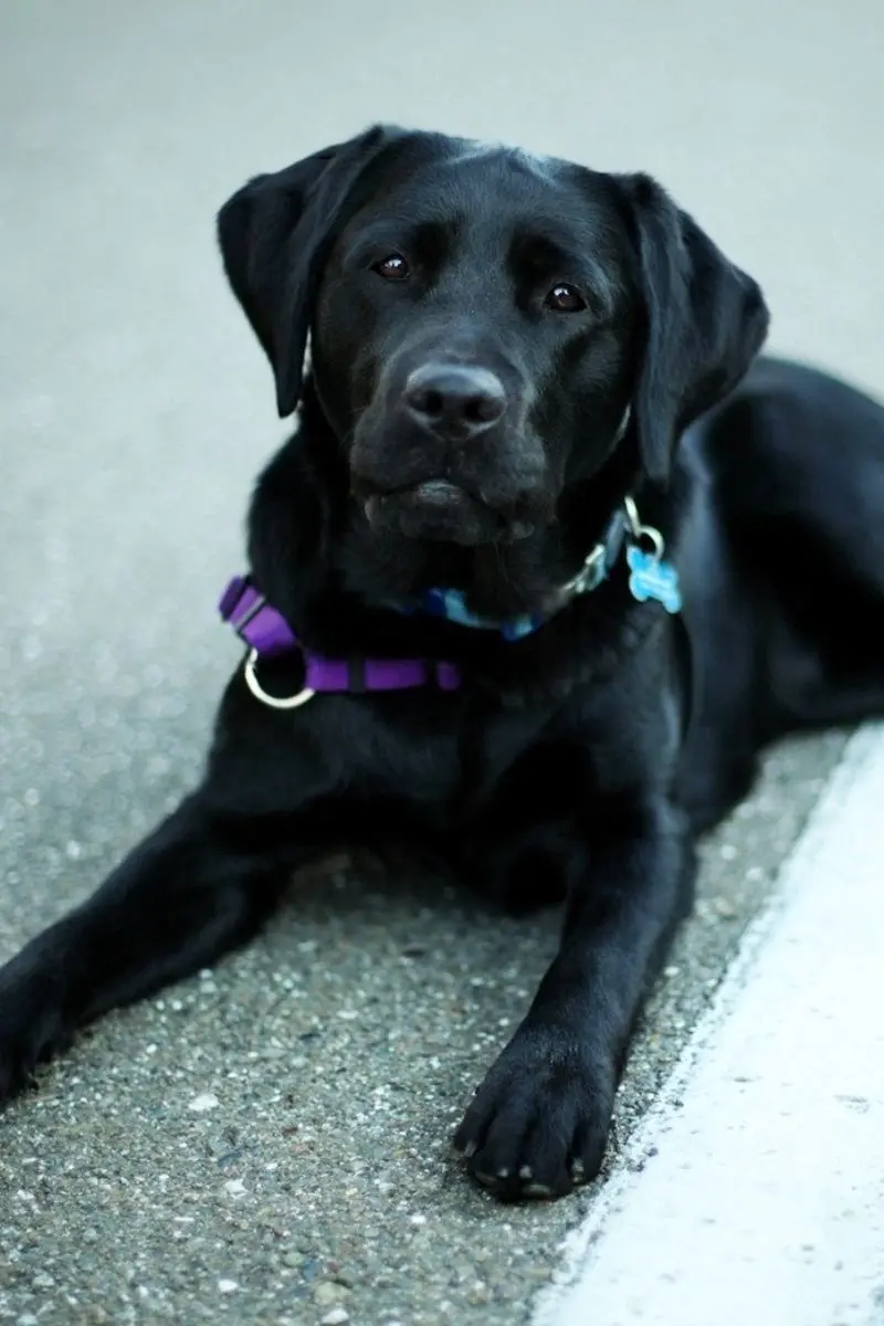Black Labrador Retriever Background for iPhone