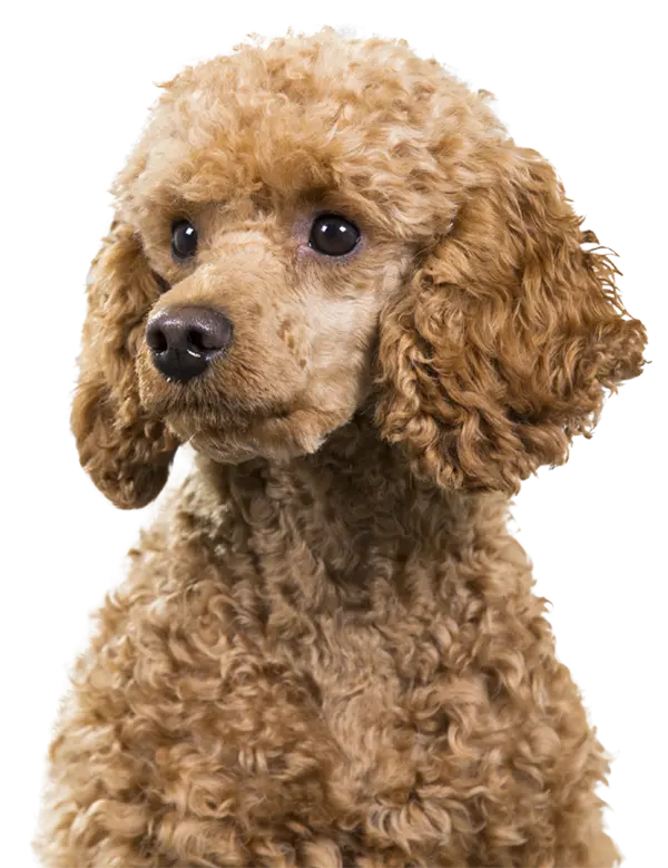 Real dog profile picture with high resolution PNG