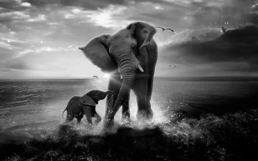 High Resolution Black and White Elephant Wallpaper
