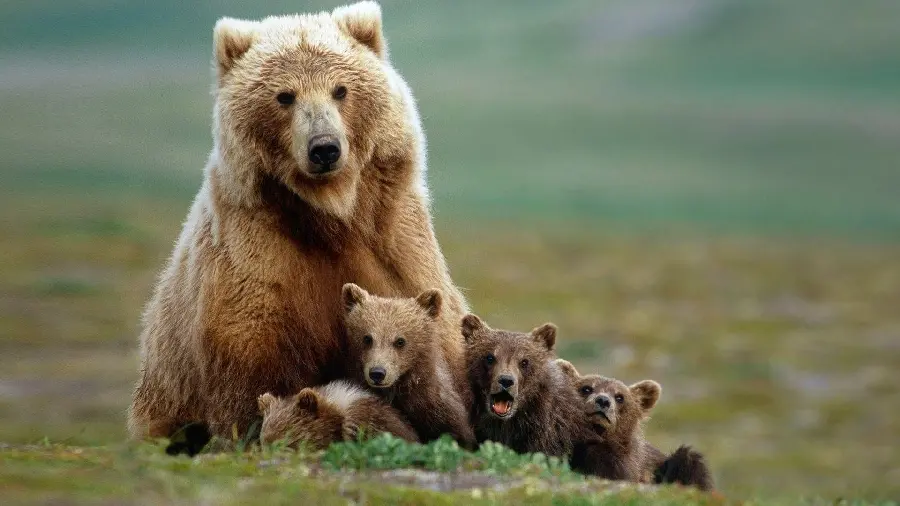 Amazing image of a mother brown bear with her cubs HD