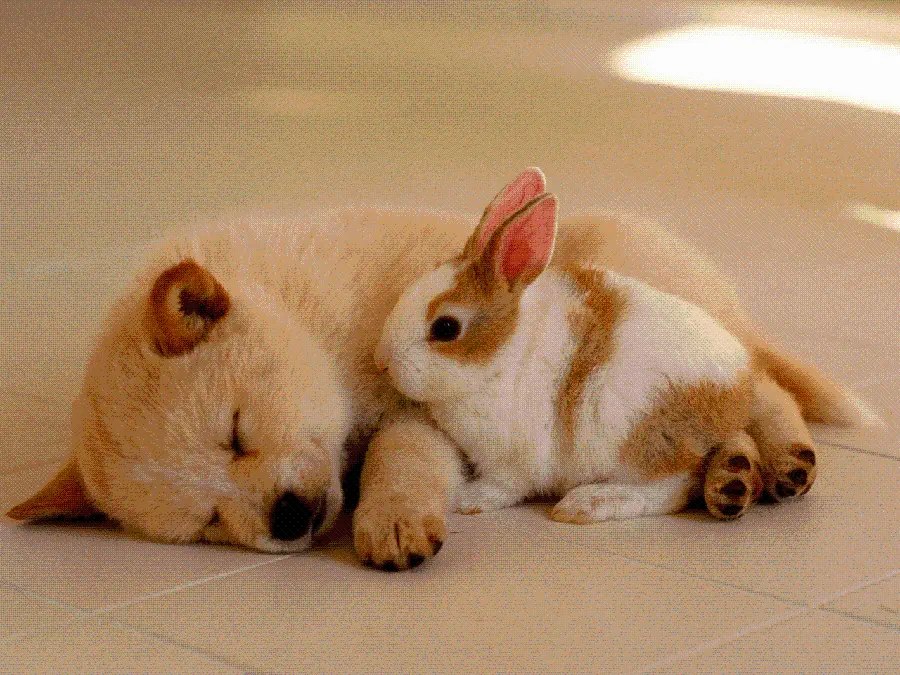 Cute Background for Desktop of a Sleepy Puppies