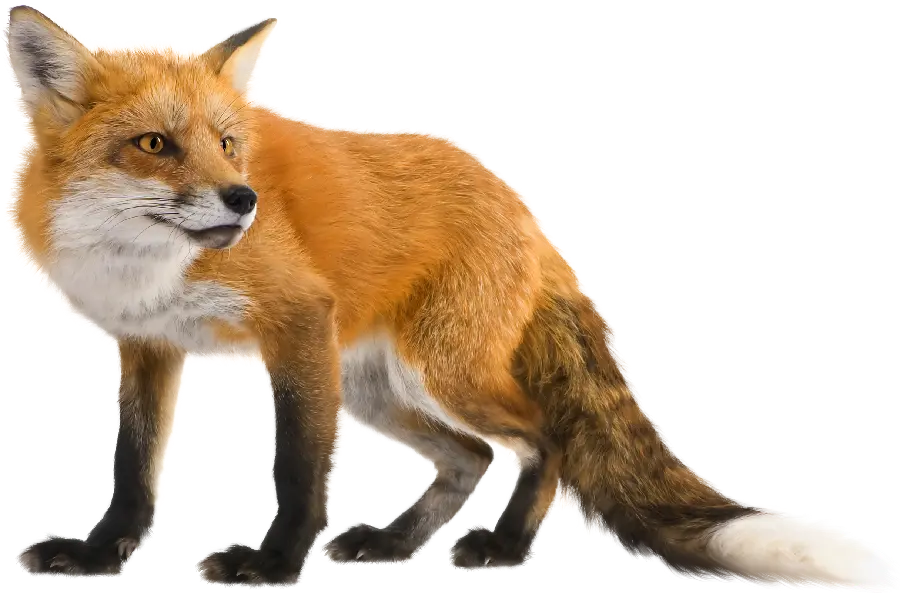 Real Red Fox Background Photo in the Widely Used PNG Format