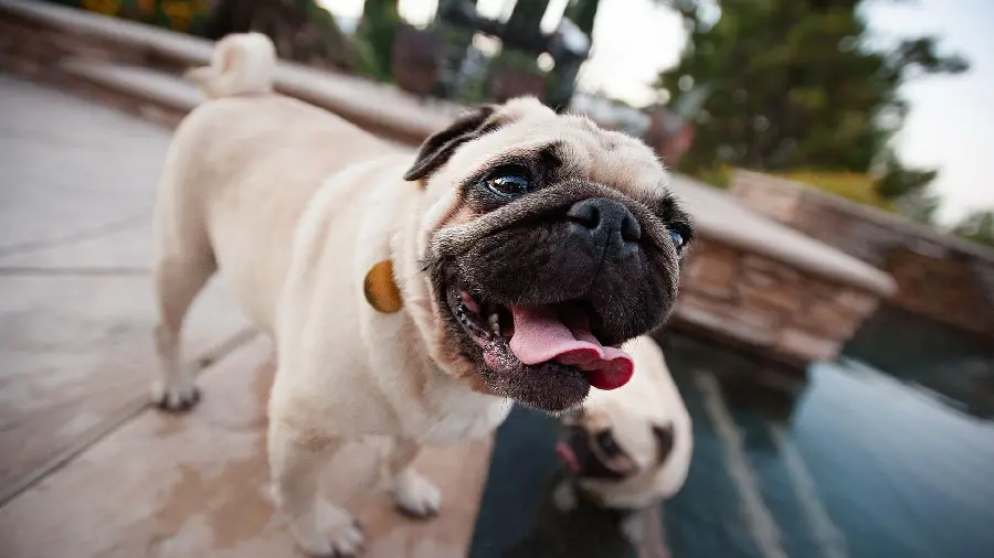 Cool Pug Dog Close-up Wallpaper 4K