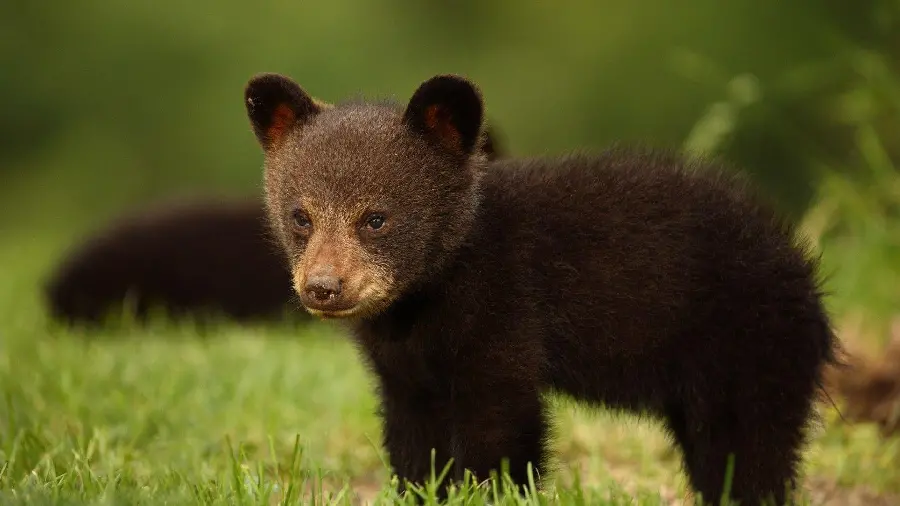 High Resolution HD Wallpaper of a Black Bear Cub