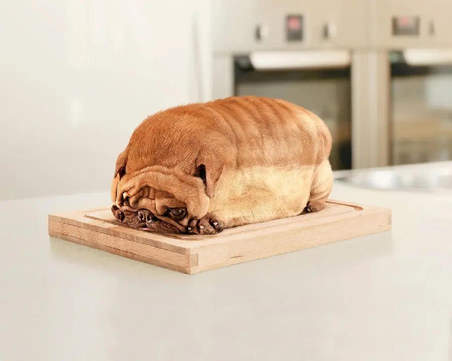Background photo of a pug dog, pea color, googly, baguette-like 
