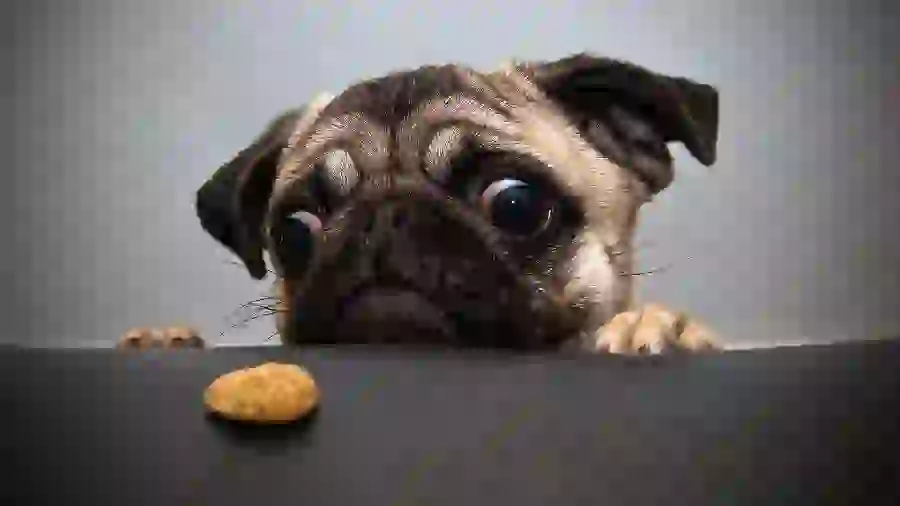 Cute Pug Dog Wallpaper for Story Highlight Cover Design