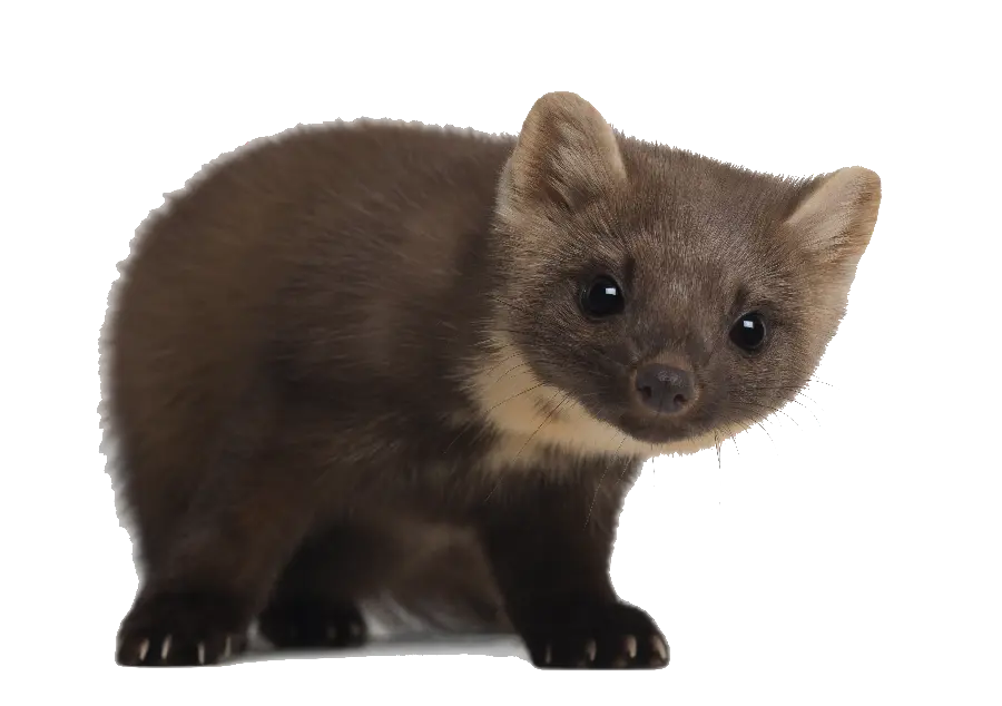 Download wallpaper in PNG format of a real and live otter