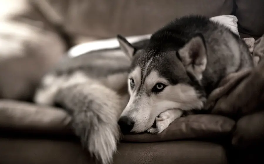 Awesome Edited Background Photo of the Popular Husky Dog