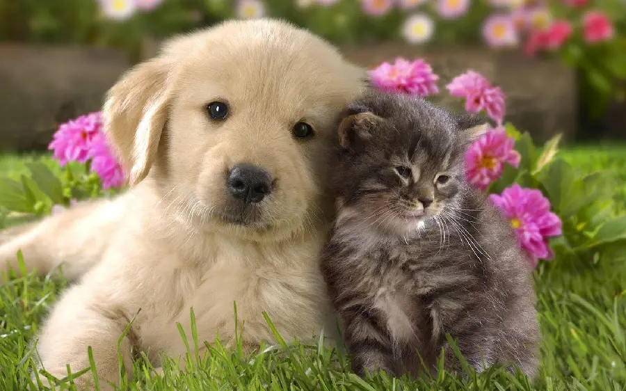Romantic stock photo of a puppy friendship Dog with gray cat