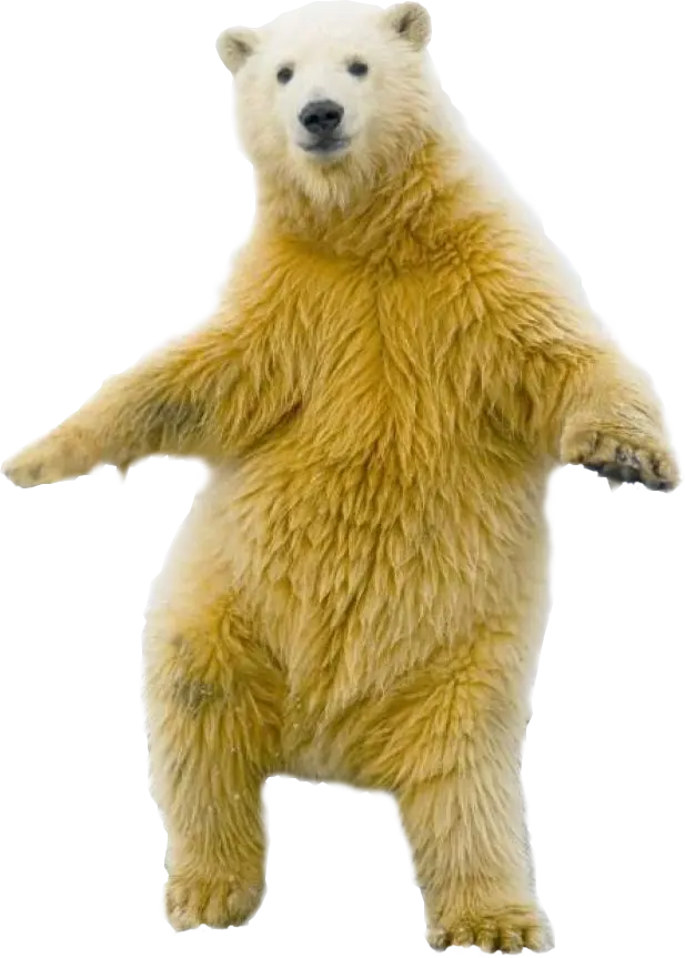 Photos with transparent backgrounds of various types of bears PNG