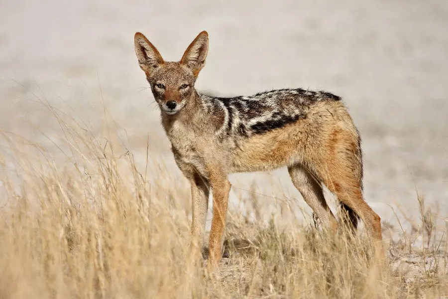 Download Jackal Wallpaper for Laptop and Desktop