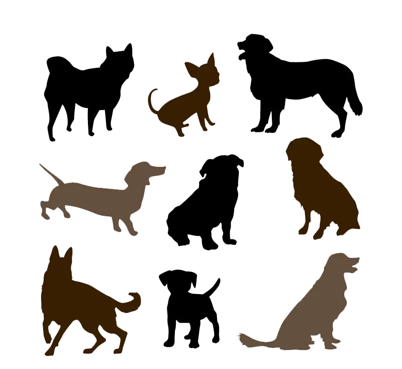 Wallpaper of various breeds of black and white dog PNG painting in a frame